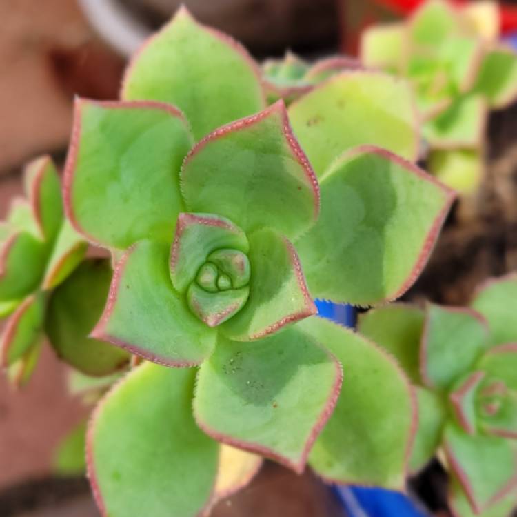 plant image 1486750