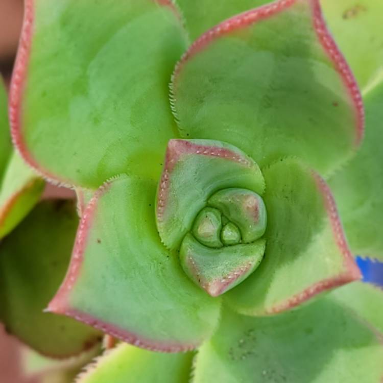 Plant image Aeonium haworthii