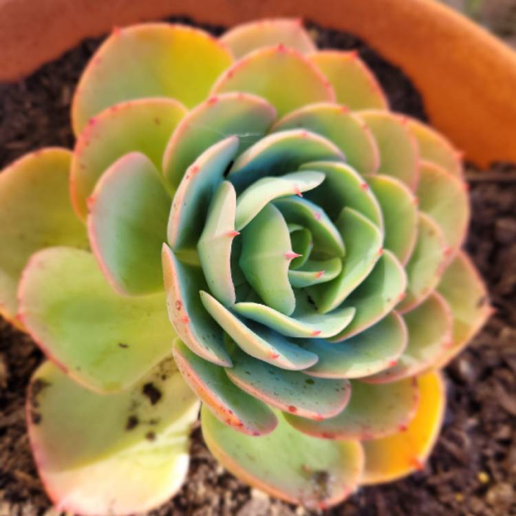 Plant image Echeveria Blue Surprise