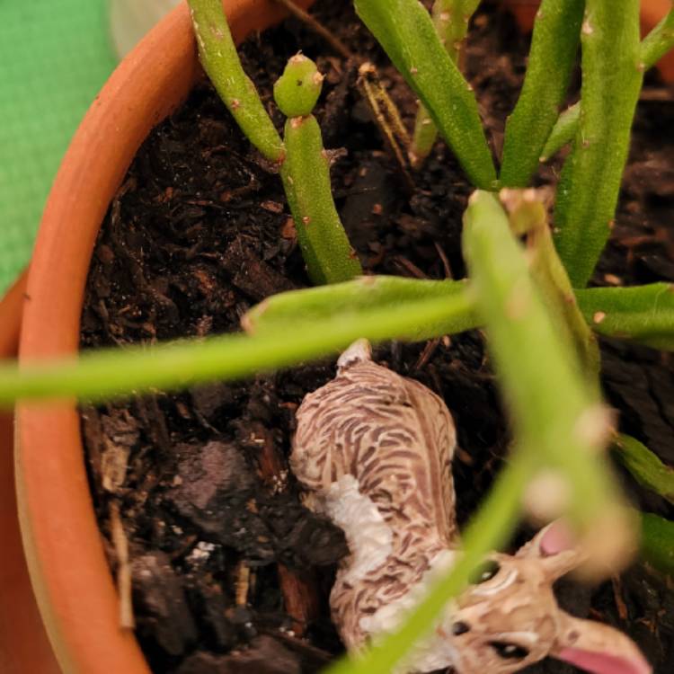plant image 1490181 plant image 1490181