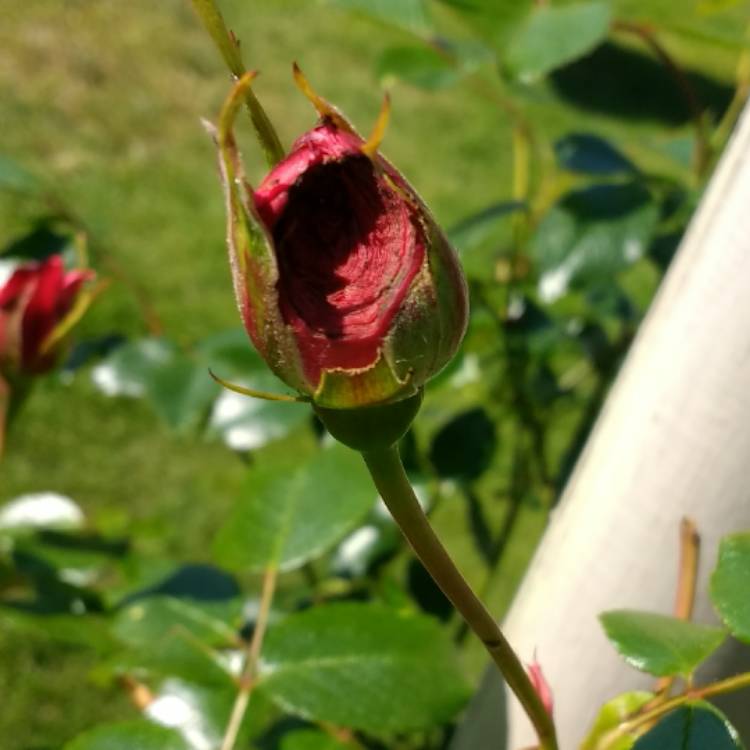 plant image 380389