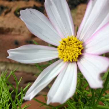 Cosmea