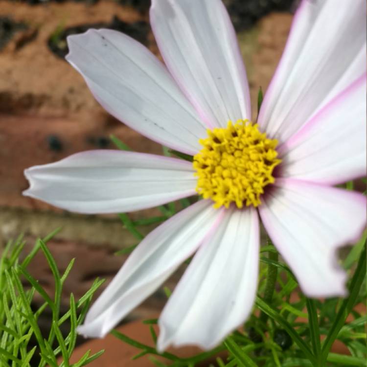 plant image 410803