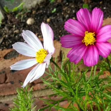 Cosmea