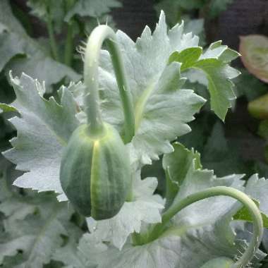 Poppy