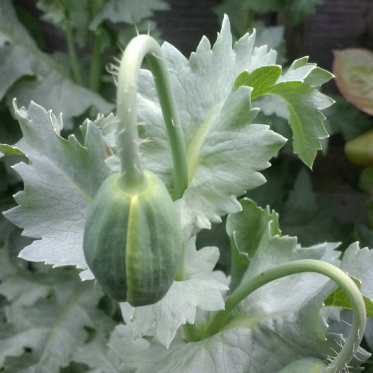 plant image 421654