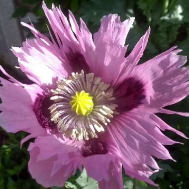 Opium Poppy