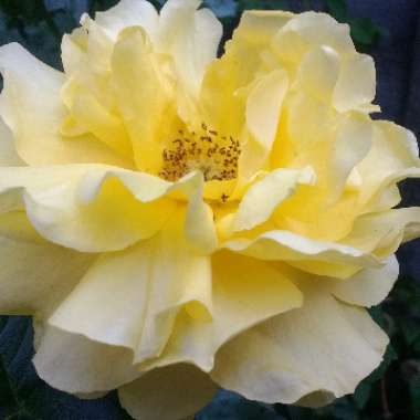 Rose (Hybrid Tea)