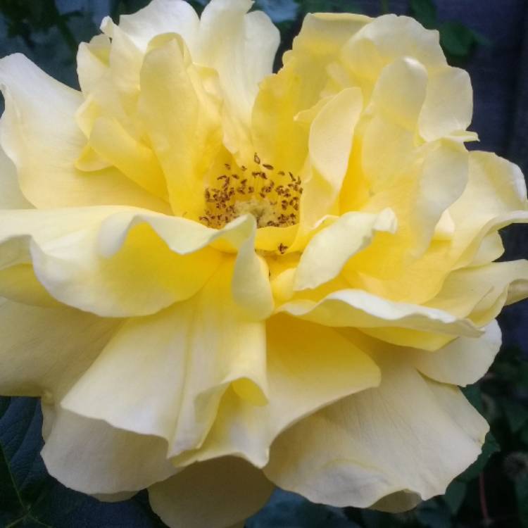 plant image 421659