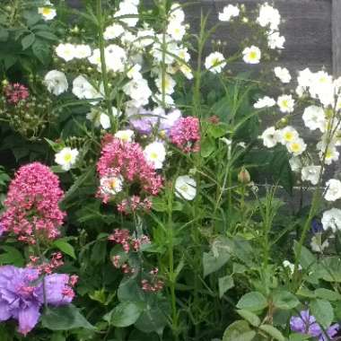 Bonnie's garden
