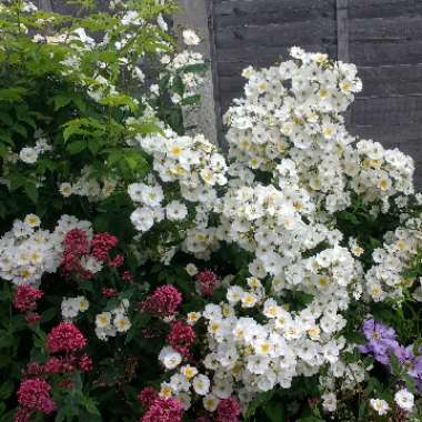 Bonnie's garden