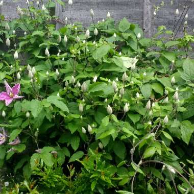 Clematis