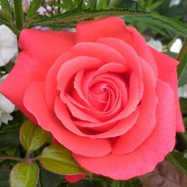 Rosa