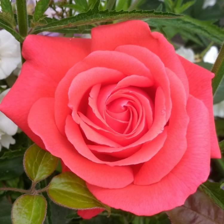 plant image 427175