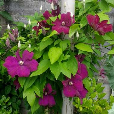 Bonnie's garden