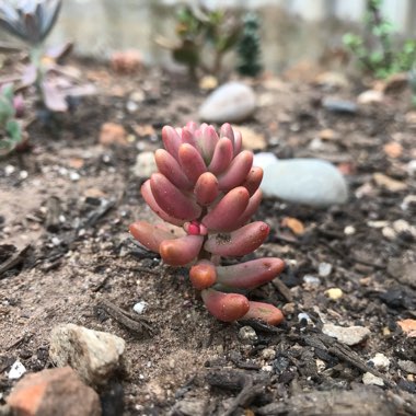 Sedum 'Pink Jelly Beans'