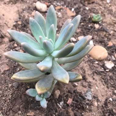 Graptosedum 'Francesco Baldi'