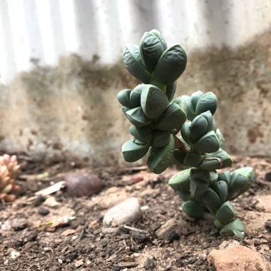 Ice Plant