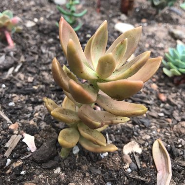 Sedum 'Adolphi'