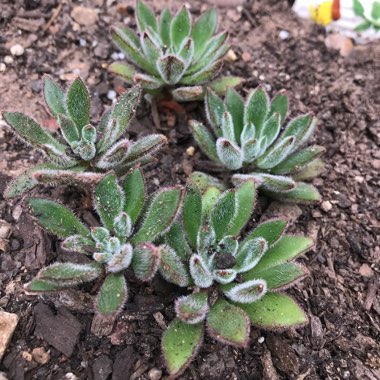 Echeveria 'Doris Taylor'