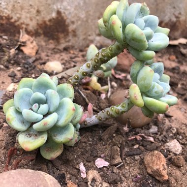 Sedum 'Clavatum'
