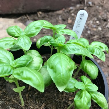 Basil 'Napoletano'