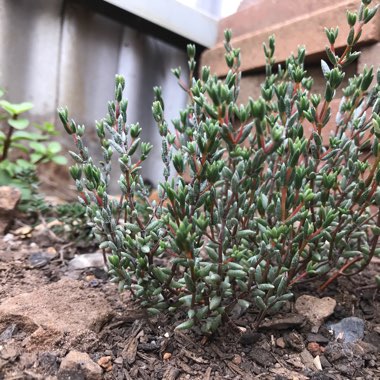 Bonnie's garden