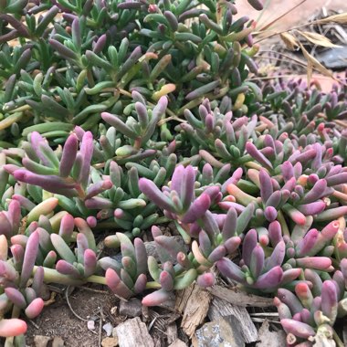 Bonnie's garden