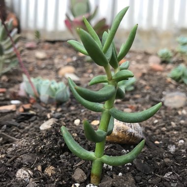 miniature pine tree