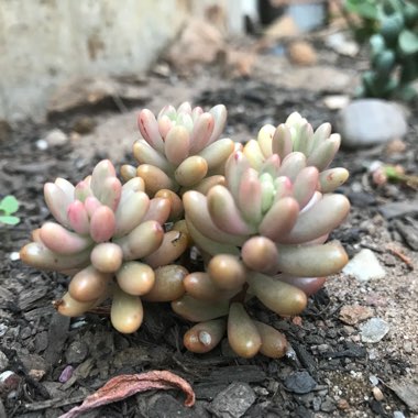 Sedum 'Pink Jelly Beans'