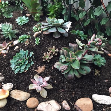 Bonnie's garden