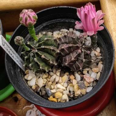Purple moon Cactus