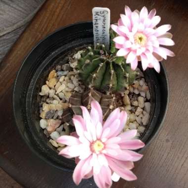Purple moon Cactus