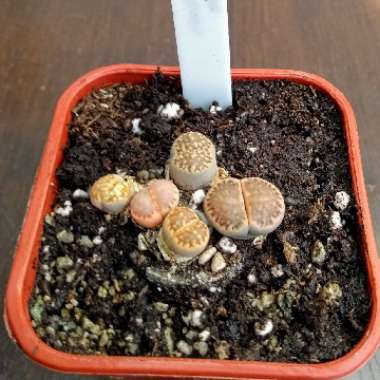 Living Stones