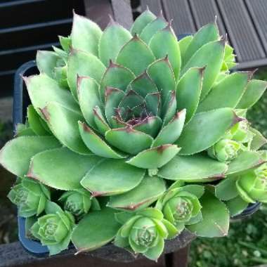 Colin's garden