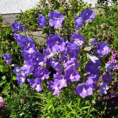 Colin's garden