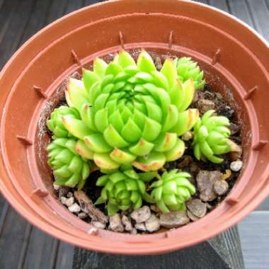 Sempervivum 'Allionii'