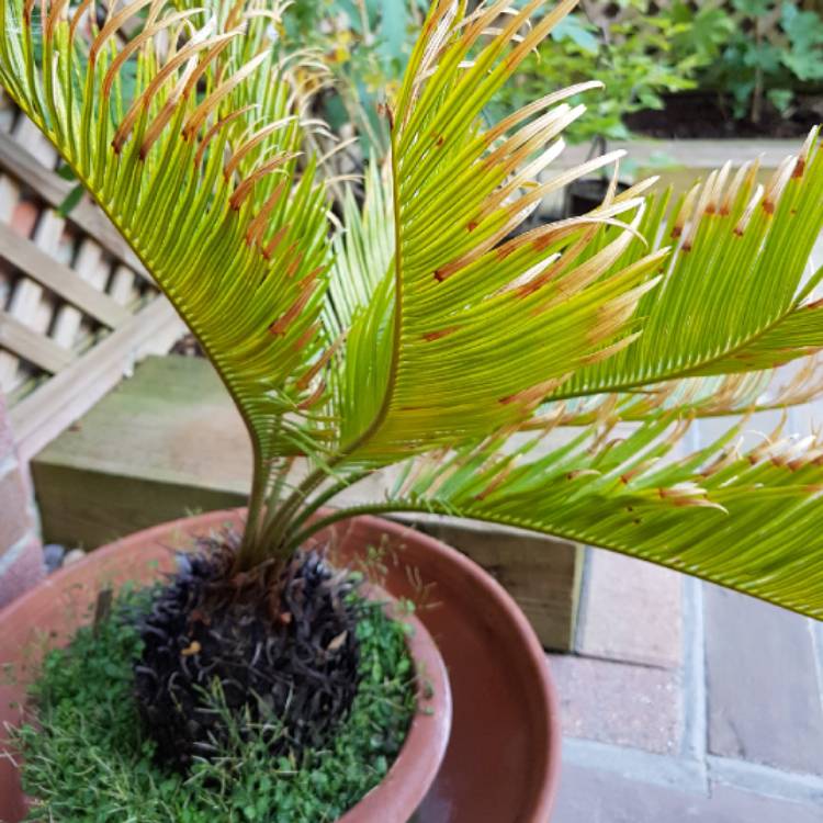 Plant image Cycas revoluta