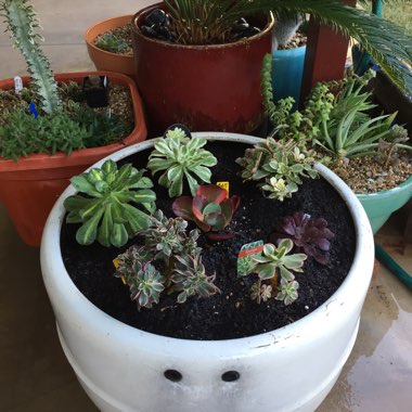 Booga's garden