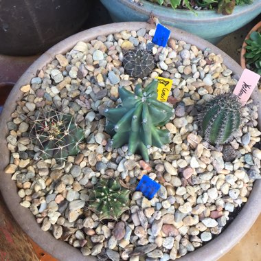 Booga's garden