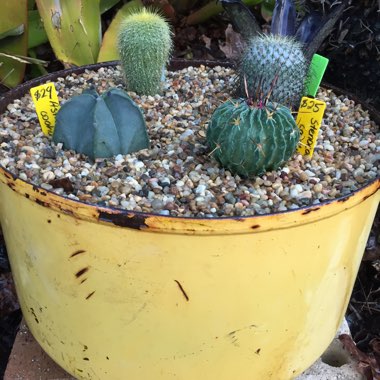 Booga's garden