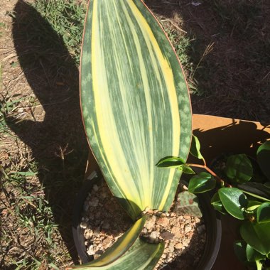 Booga's garden