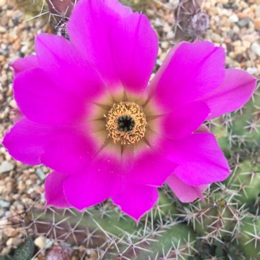 Booga's garden