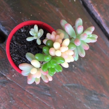 Booga's garden