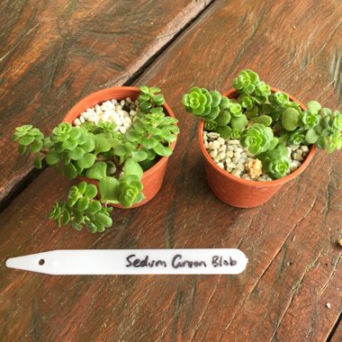 Booga's garden
