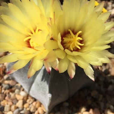 Booga's garden