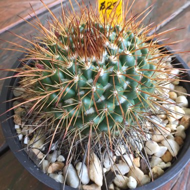 Booga's garden