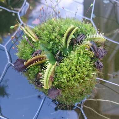 Dionaea muscipula