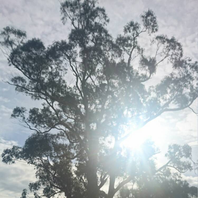 Plant image Eucalyptus Chapmaniana