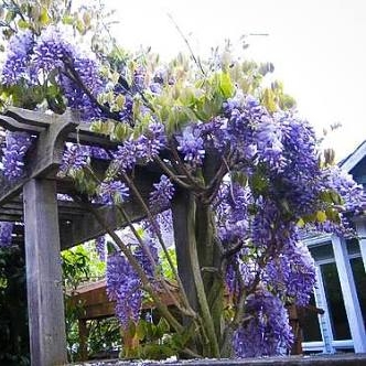 Wisteria floribunda 'Burford'
